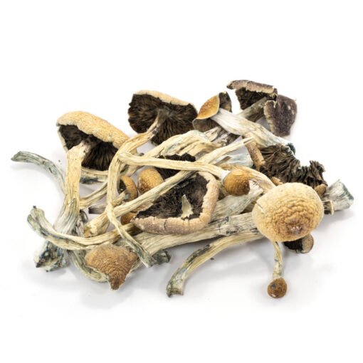 Amazonian Cubensis