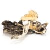 Brazilian Cubensis