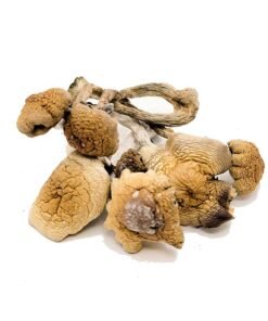 Buy B+ Magic Mushrooms Oregon