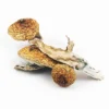 Buy Blue Meanies Magic Mushrooms Online Oregon