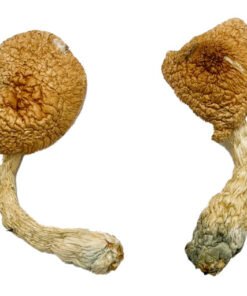 Psilocybe Azurescens For Sale Oregon